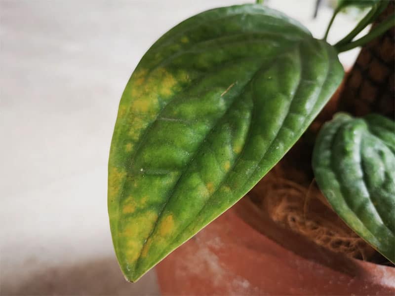 Yellowing on Monstera leaves due to lack of nutrients