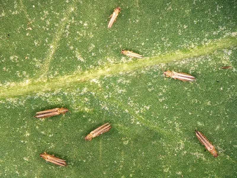 thrips on monstera