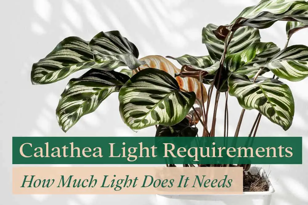 Calathea light requirement - how much does it need