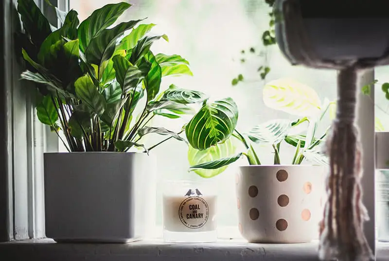 Calathea plant on windowsill receiving sunlight