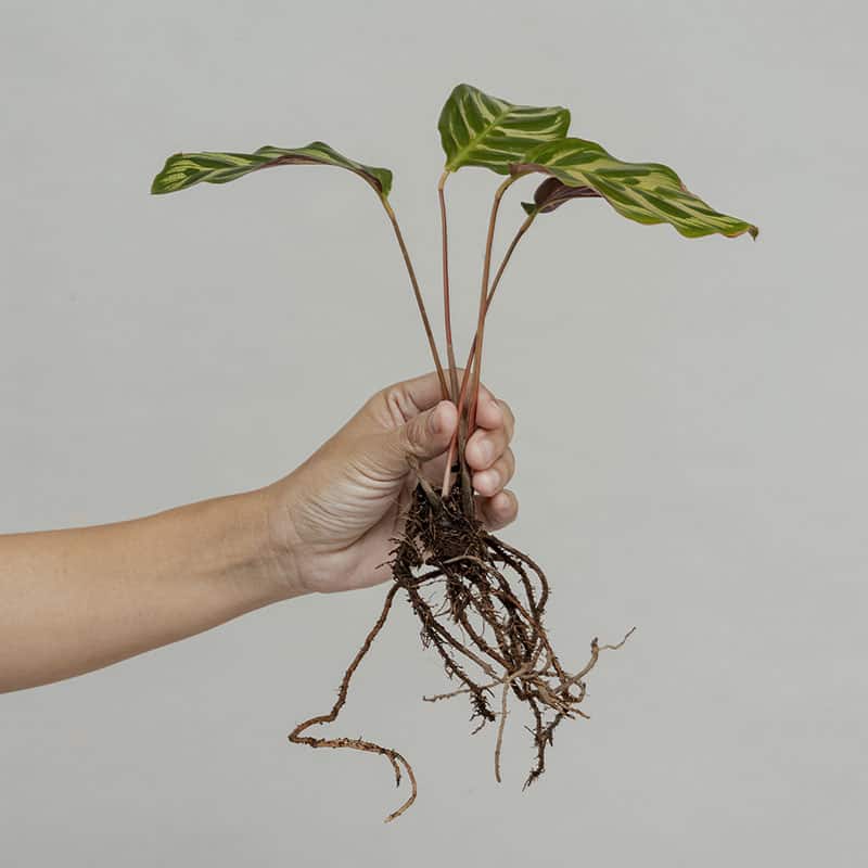 Peacock Plant (Calathea) cutting