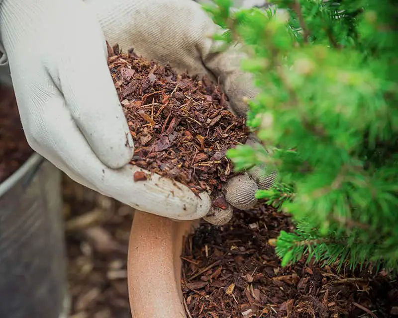 Pine bark mulch on planted pots