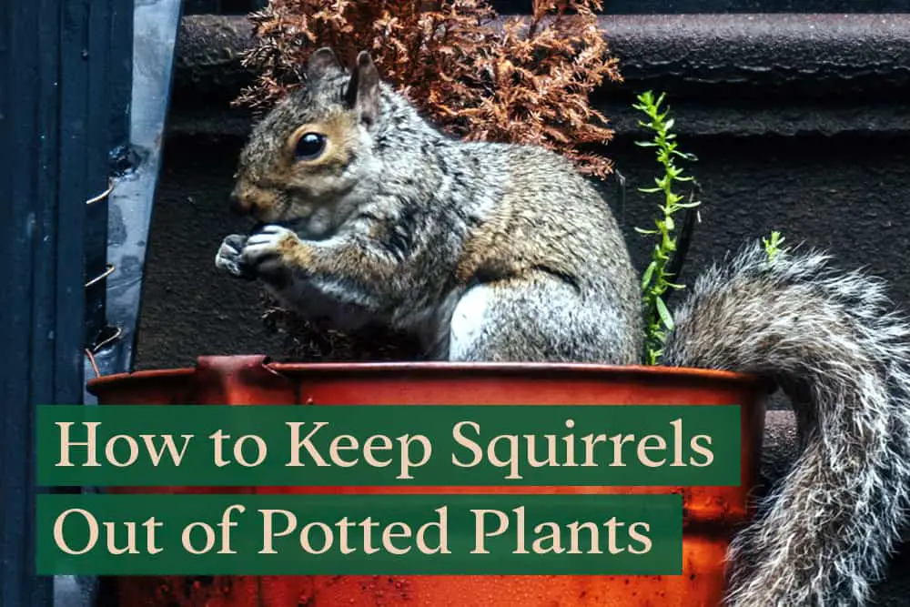 how to keep squirrels out of potted plants