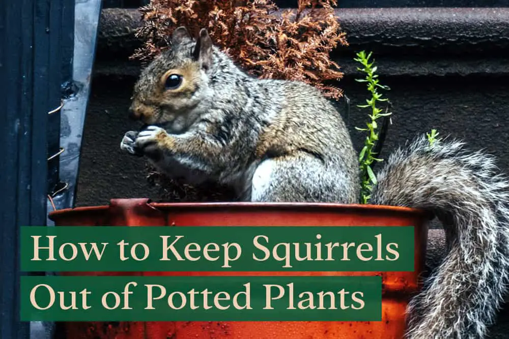 Image of Squirrel digging in a pile of organic potting soil mix