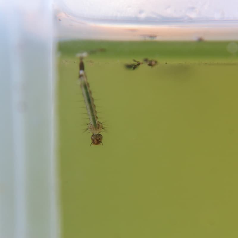 mosquito larvae in rainwater