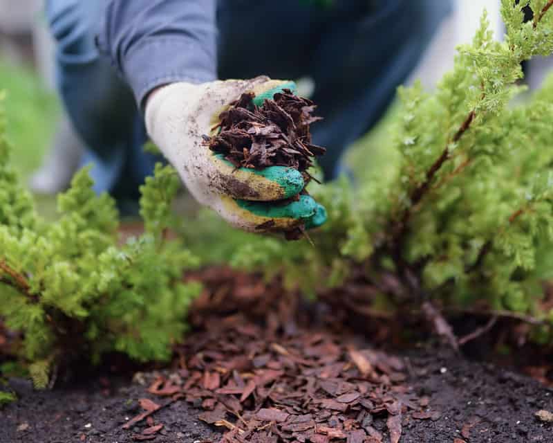 Pine Bark Mulch on Garden Plants