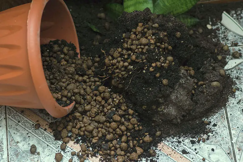 Messy pot soil spill because squirrels digging into potted plants