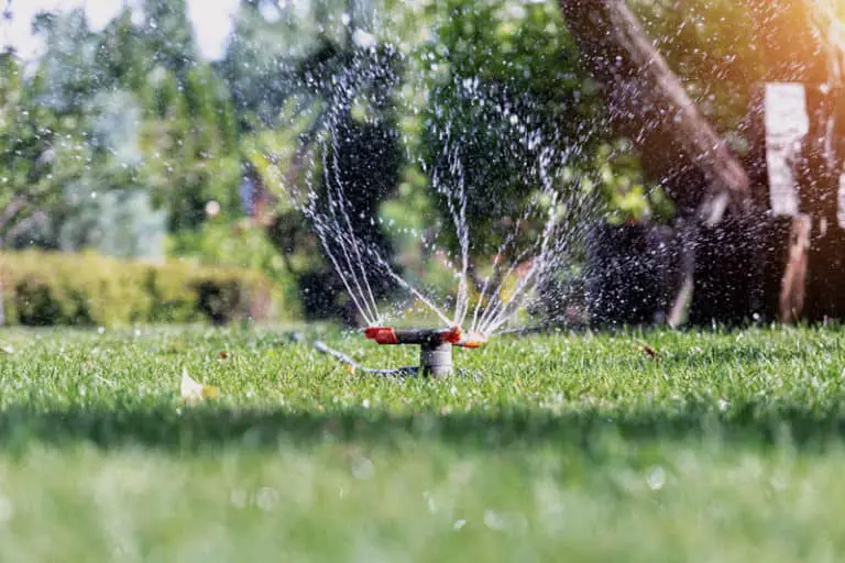 Watering Plants in the Sun Is it Safe? Bloomsprouts