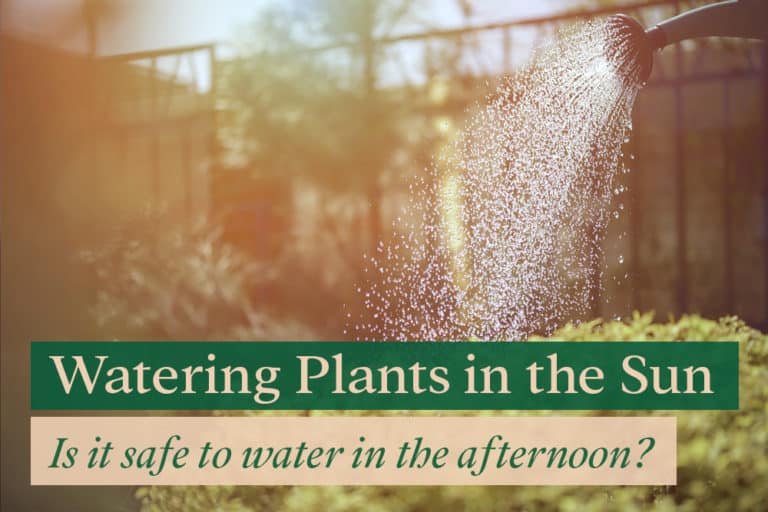Watering Plants in the Sun Is it Safe? Bloomsprouts