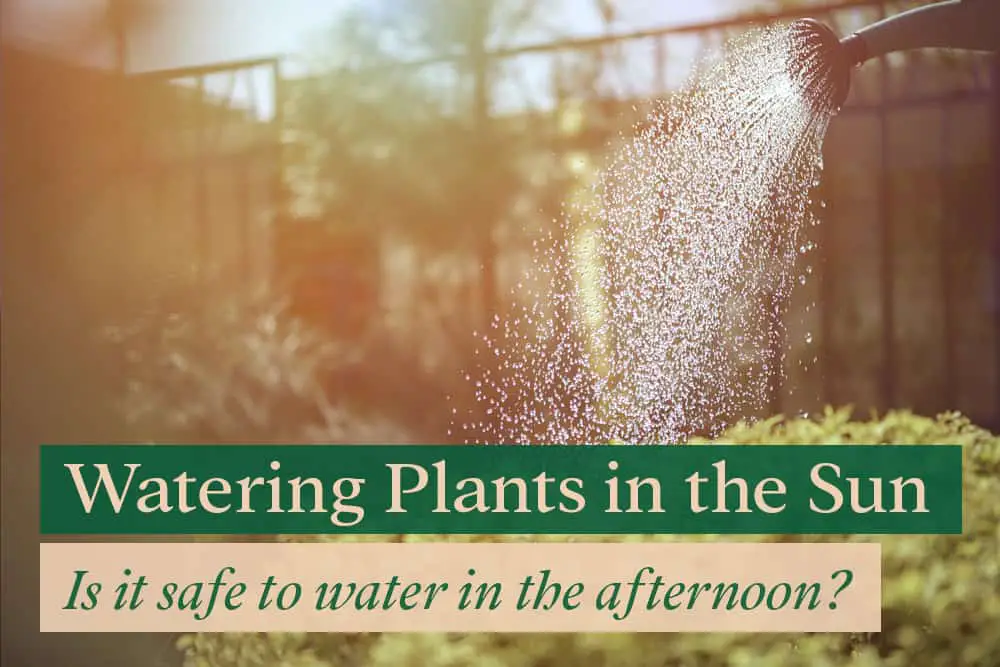 Watering plants in the afternoon - is it safe?