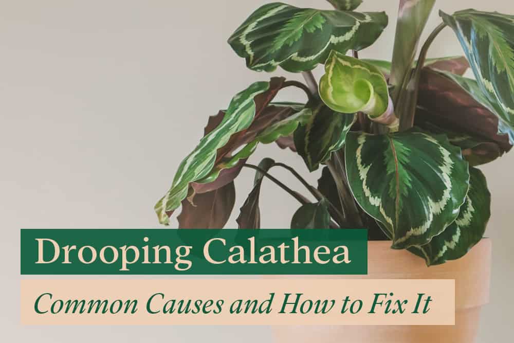 Drooping Calathea Plant (Prayer Plant)
