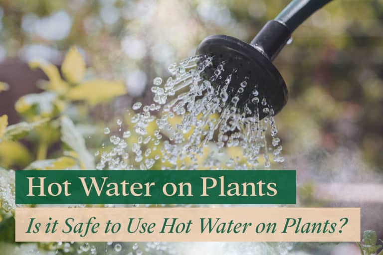 The Effects of Hot Water on Plants Growth Bloomsprouts