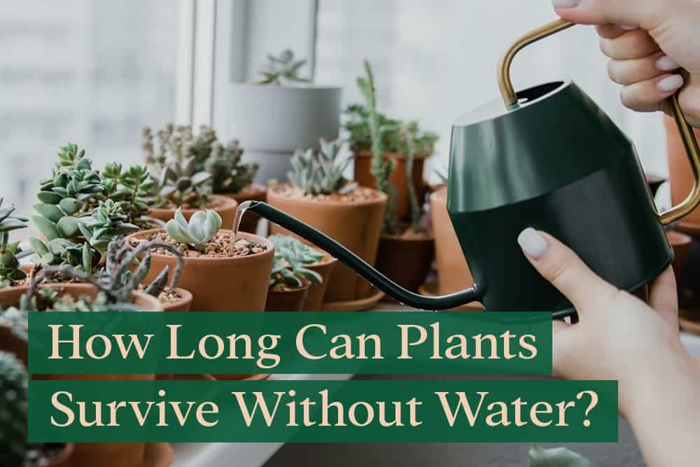 How Long Can Plants Go Without Water