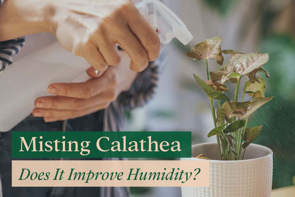 Misting calathea plant with hand sprayer