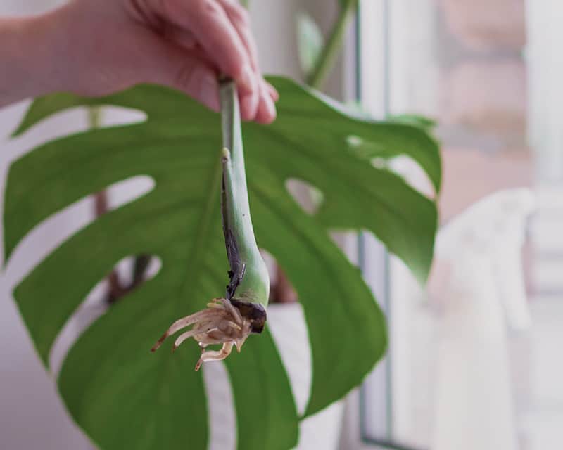 Monstera leaf without node still able to root, but no new growth