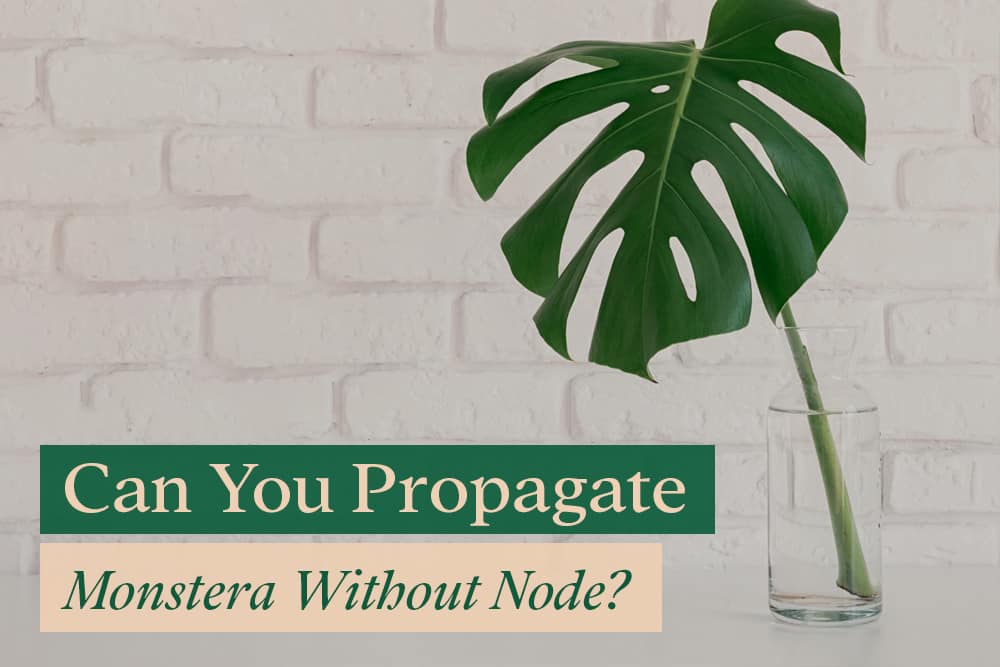 Monstera without a node inside a vase of water