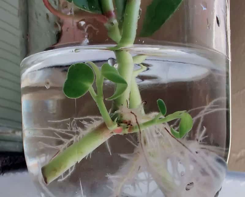 Peperomia leaves sprouting and rooting under water propagation