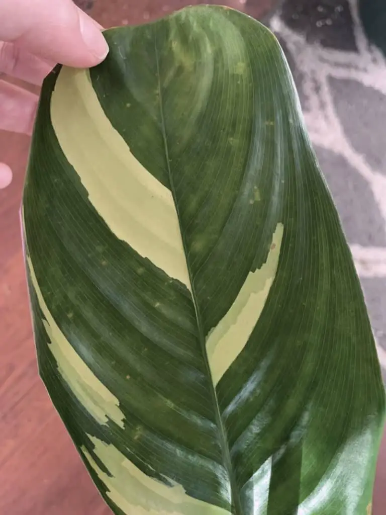 spider mites on calathea causing yellow dots discoloration on leaf