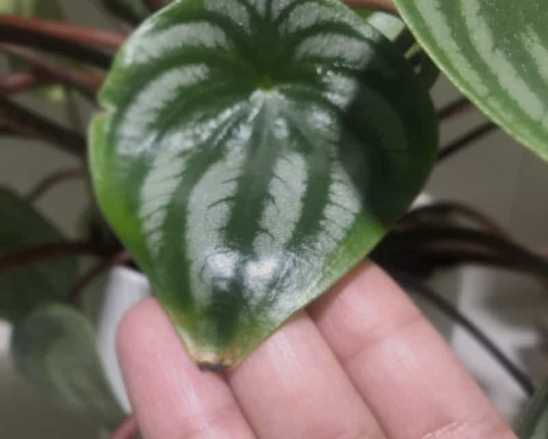 Browning edge on Peperomia Watermelon leaf