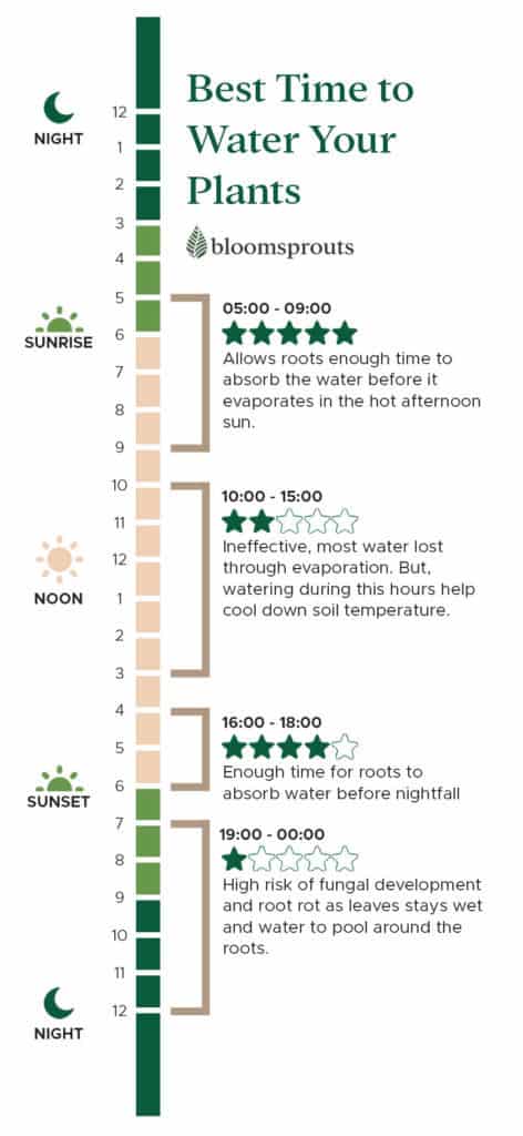 Best time schedule to water houseplant