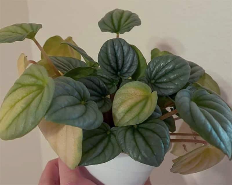 overwatered Peperomia plant