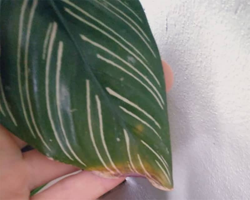 Brown tips Calathea leaves from low humidity
