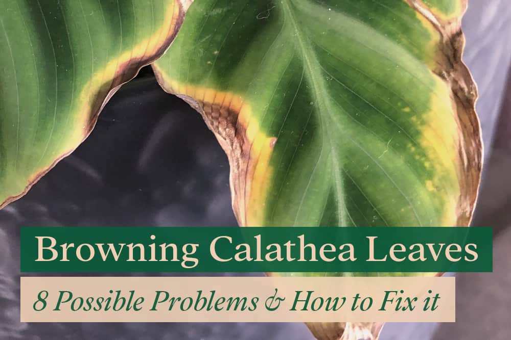 Browning Calathea Leaves