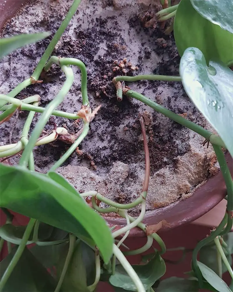 Compacted Philodendron soil