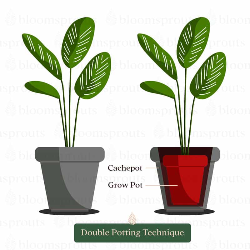 Plants are placed in a grow pot inside a cachepot using the double-potting technique