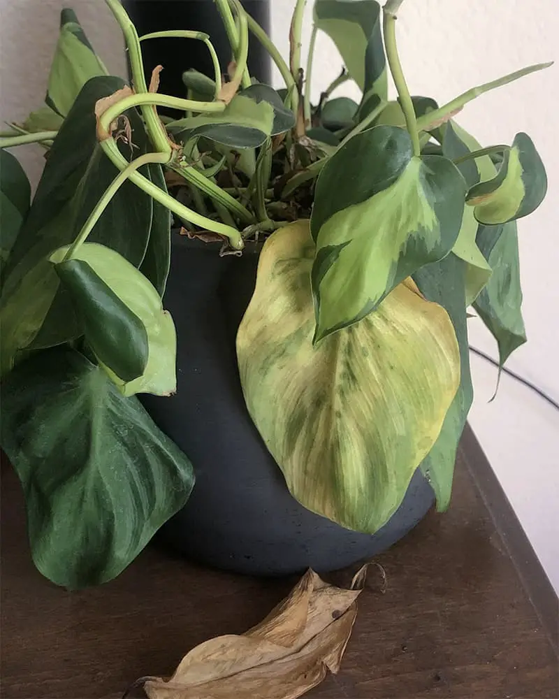 Droopy and Browning of Philodendron Leaves due to wrong soil mix