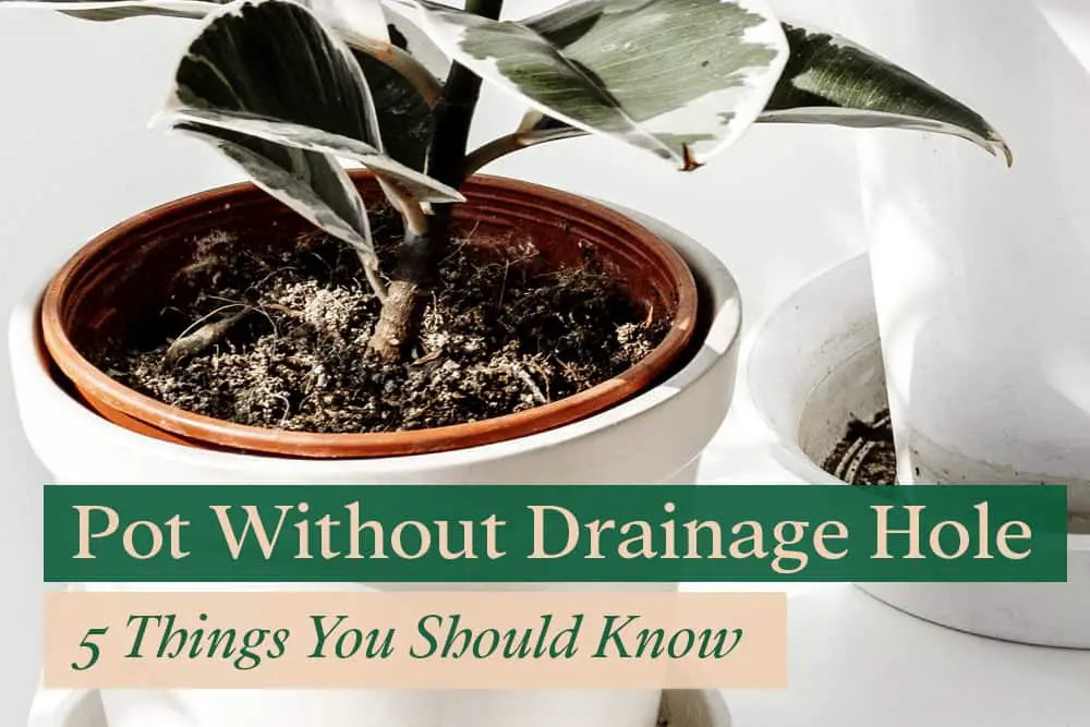Using Pots Without Drainage Holes: 5 Things You Should Know