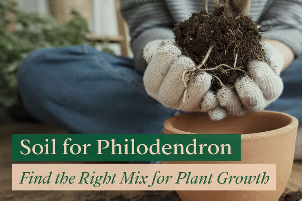 Soil for Philodendron: Find the Right Mix for Plant Growth