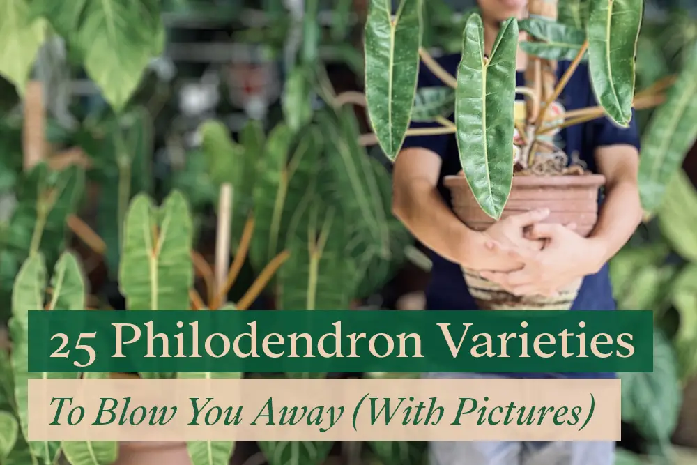 25 Philodendron Varieties with Pictures