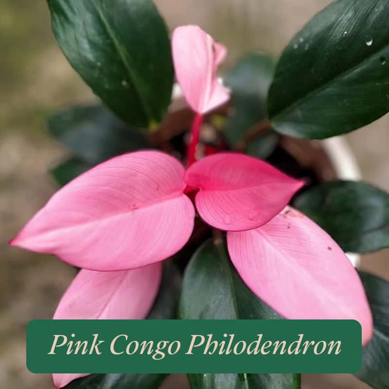 Philodendron Congo Pink