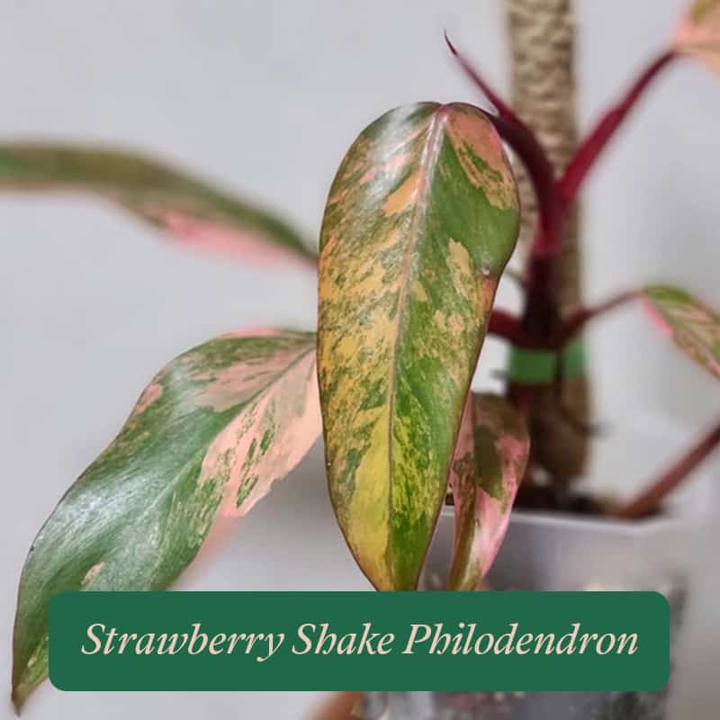 Philodendron Strawberry Shake