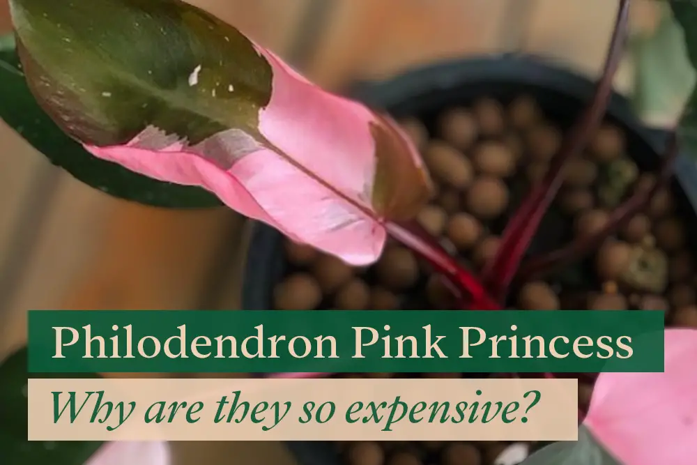 Philodendron Pink Princess: Why are they so expensive?