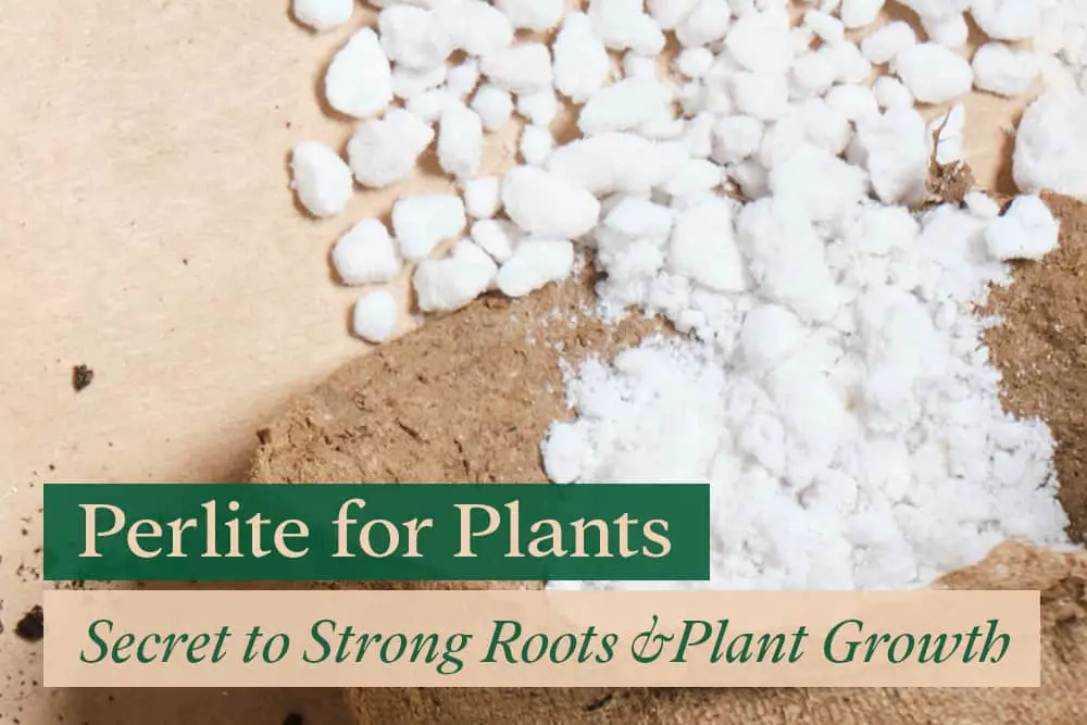 Perlite for plants: A secret to strong roots & plant growth