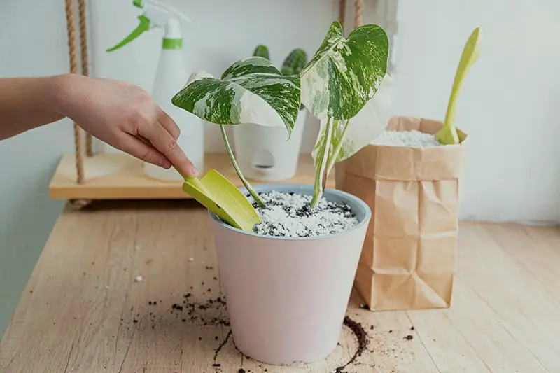 Using perlite as mulch on Monstera variegata