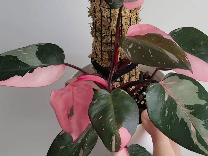 Pink Princess Philodendron: Why is it so expensive?