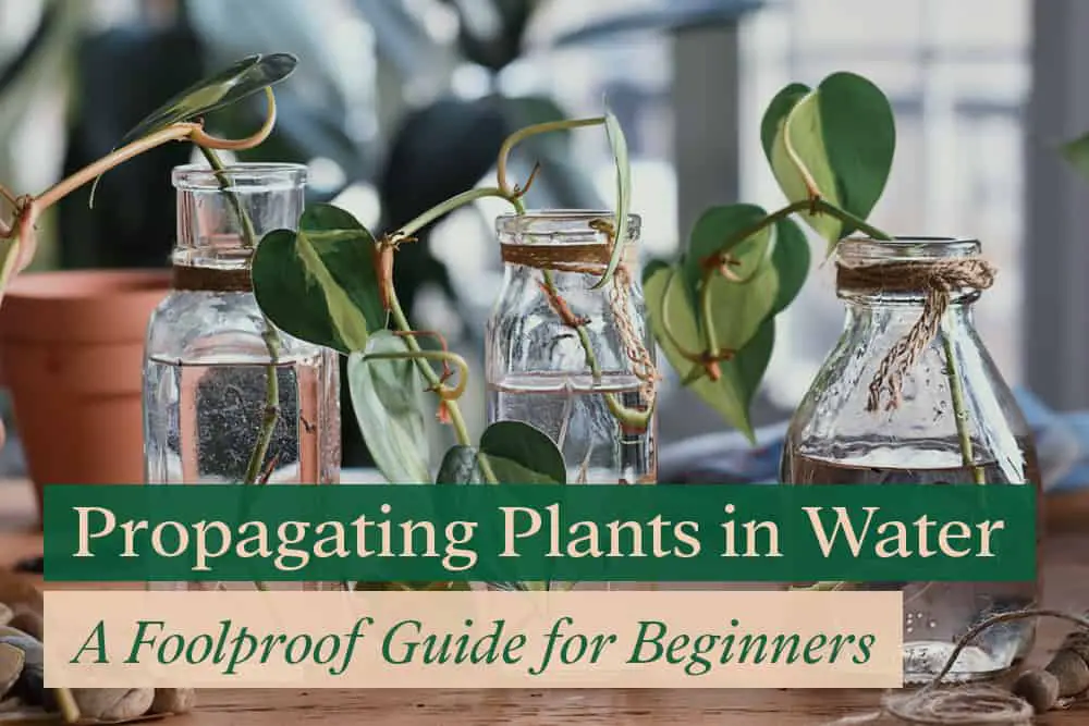 Propagating Plants in Water