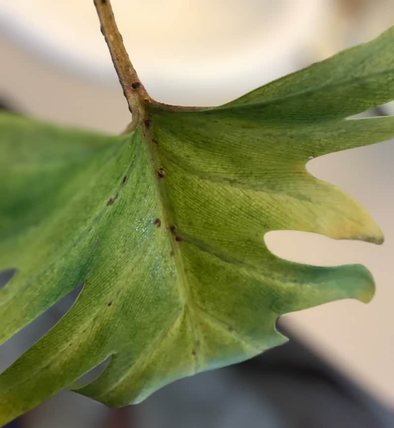 Drooping Philodendron due to pest infestation