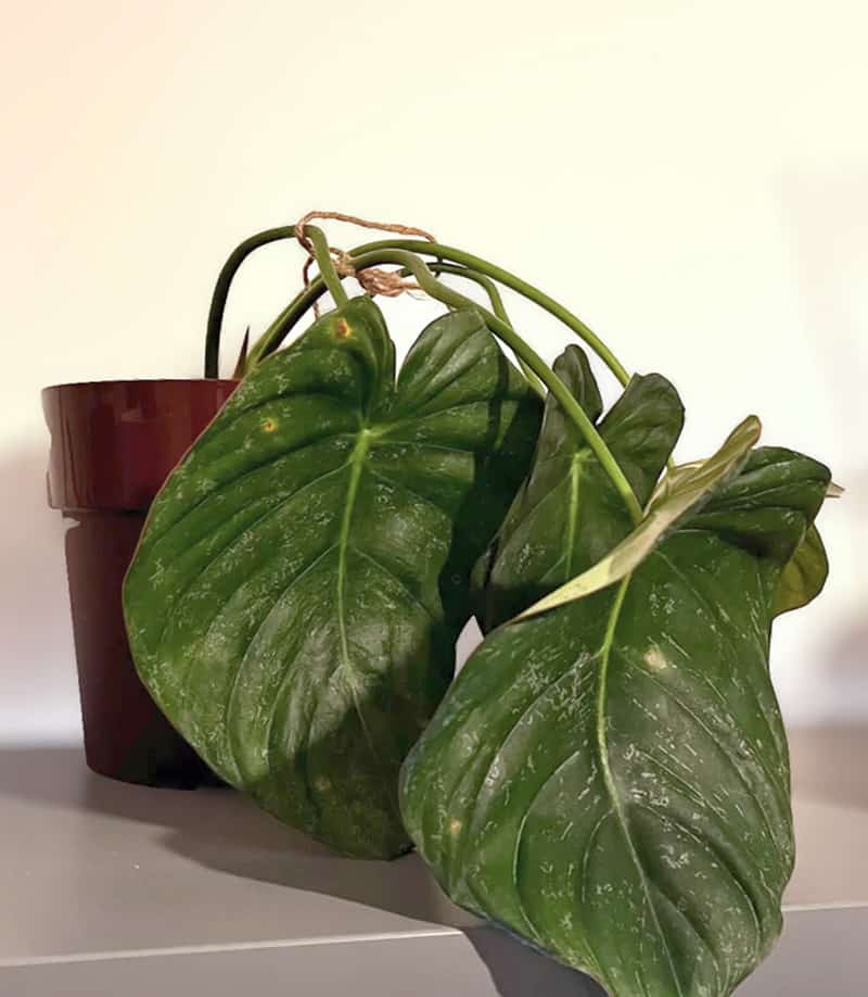 Drooping Transplant Shock Philodendron