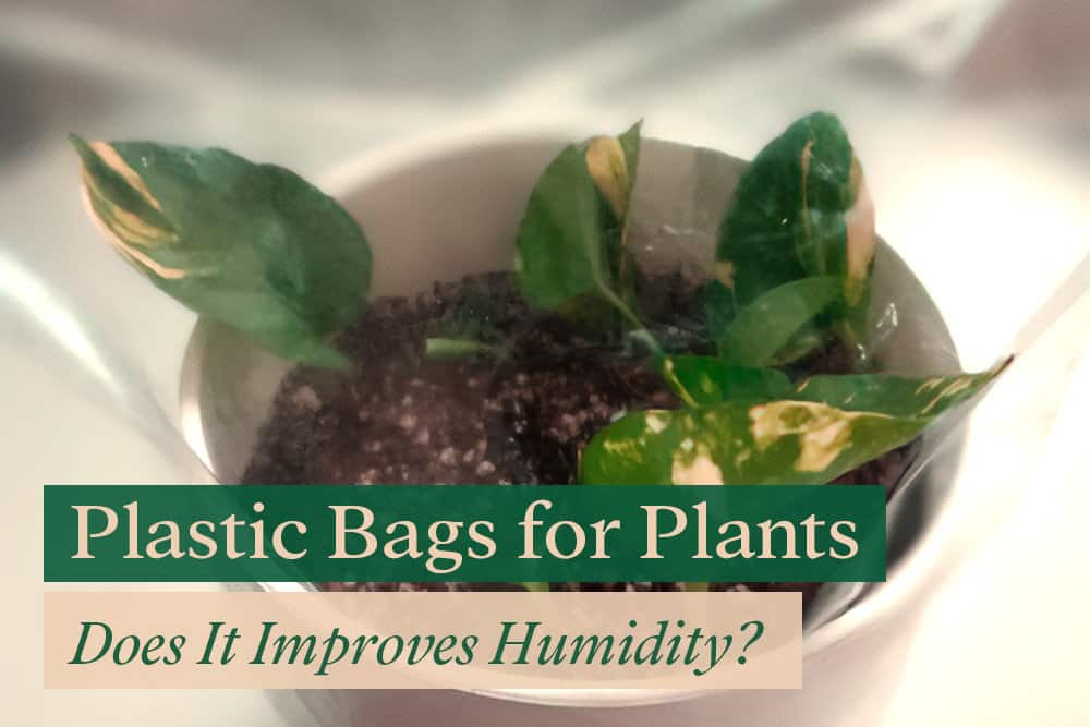 Aggregate more than 127 plastic bag for plants - 3tdesign.edu.vn