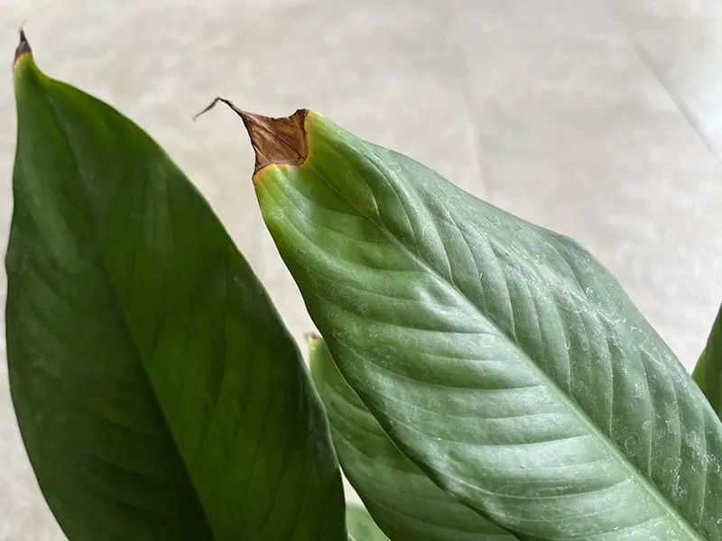 Browning on the leaf tips/edge of peace lily plant