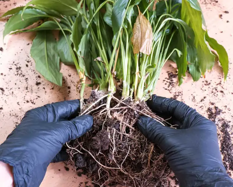 checking peace lily roots