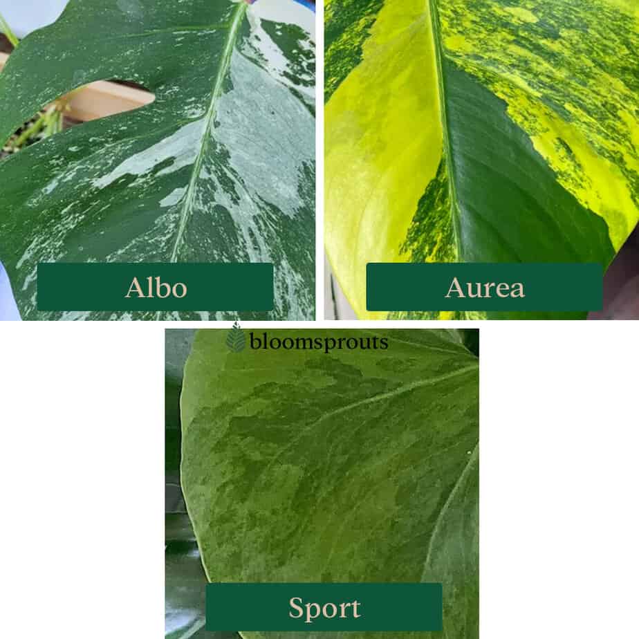 Three variegation color of Monstera: Albo, Aurea, and Sport