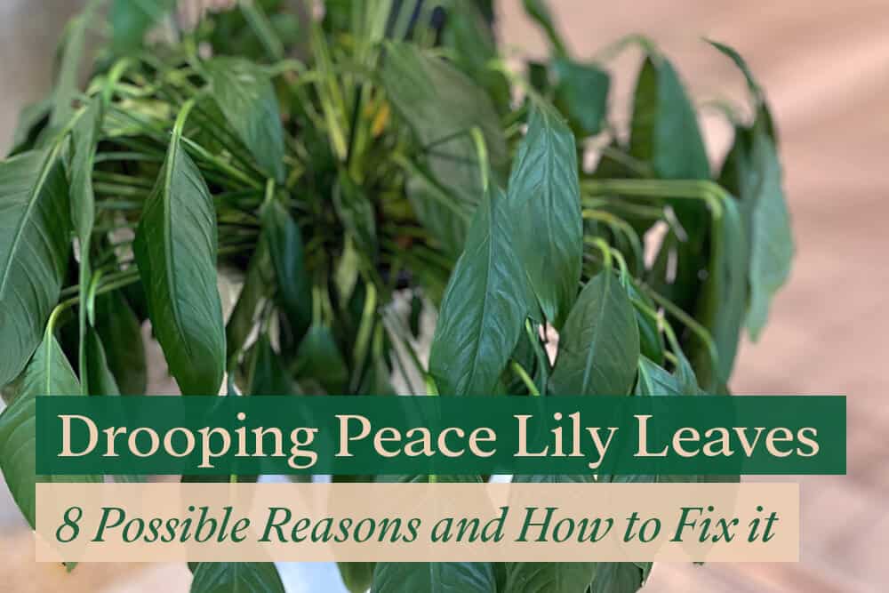 Drooping Peace Lily