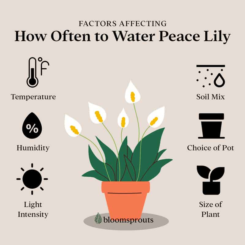 Factors affecting how often to water peace lily