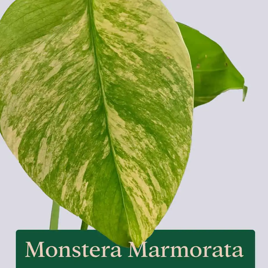 Monstera Marmorata