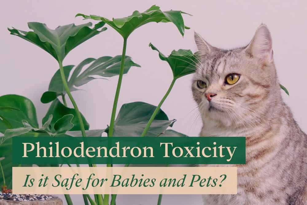 Philodendron Toxicity: Help My Baby / Pet Chew a Leaf